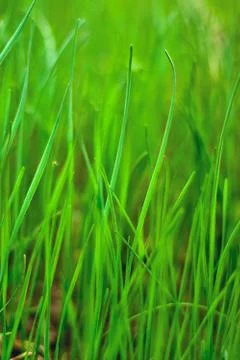 Green grass Stock Photos