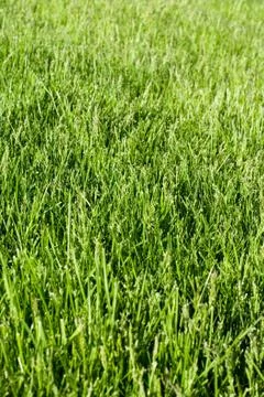 Green grass Stock Photos