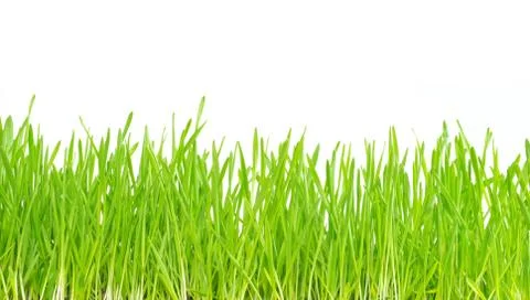 Green grass Stock Photos