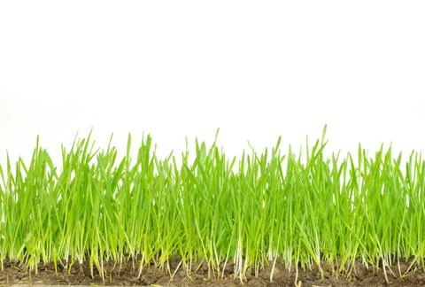 Green grass Stock-Fotos