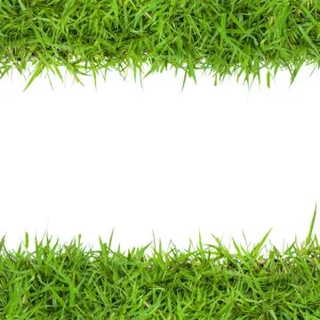 Green grass Foto stock