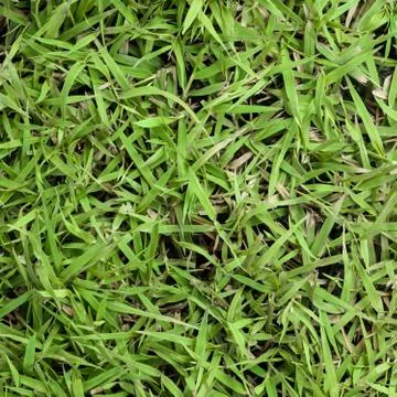 Green grass Stock Photos