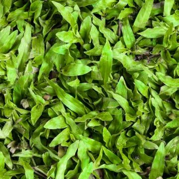 Green grass Stock Photos