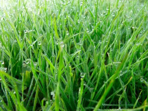 Green grass Stock Photos