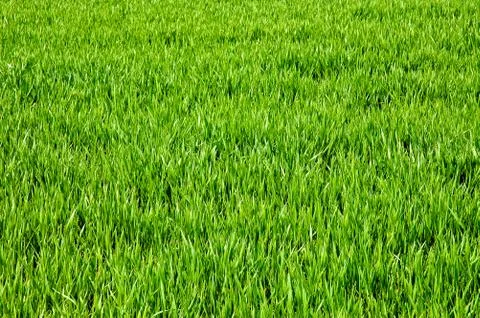 Green grass Stock Photos