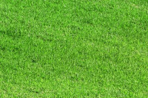 Green grass Stock Photos