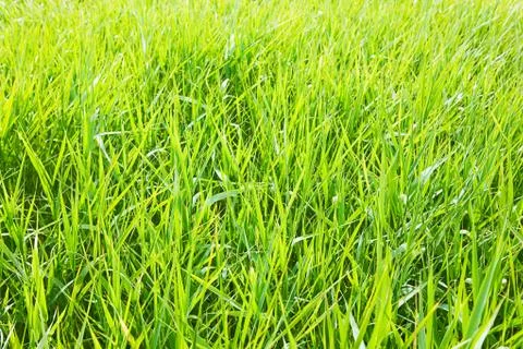 Green grass Stock Photos