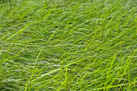 Green grass Stock Photos