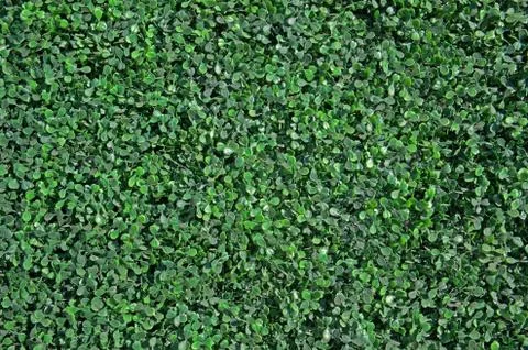 Green grass Stock Photos