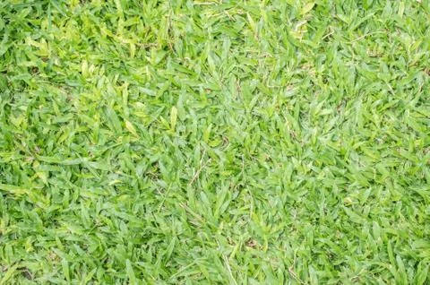Green grass Stock Photos