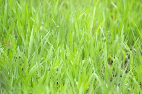 Green grass  Stock Photos