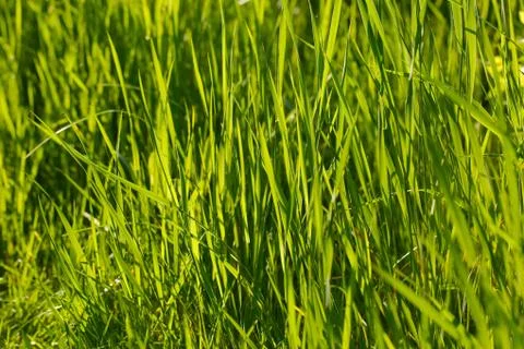Green Grass Stock Photos