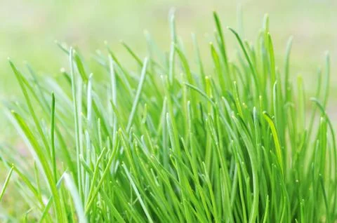 Green grass Stock Photos