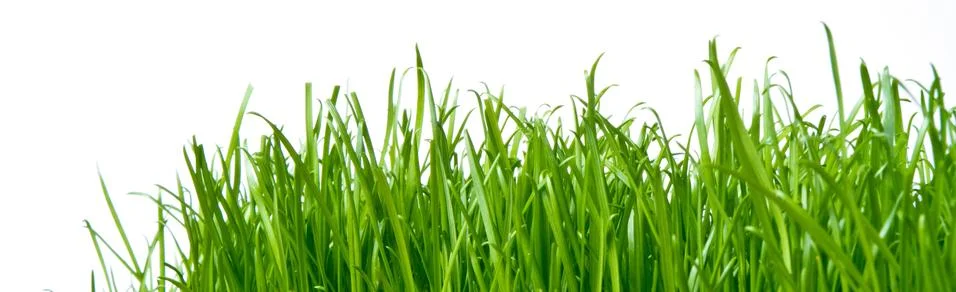Green grass Stock Photos