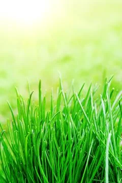 Green grass Stock Photos