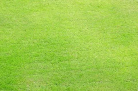 Green grass Stock Photos