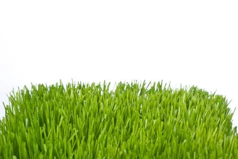 Green grass 库存照片