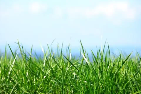 Green grass Stock Photos