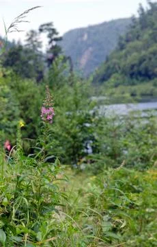Green grass Stock Photos