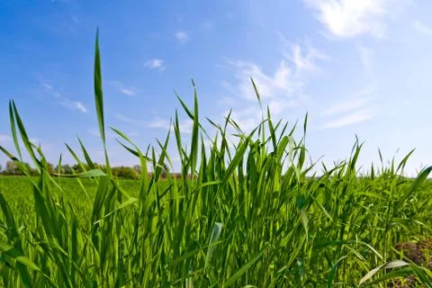 Green grass Stock Photos