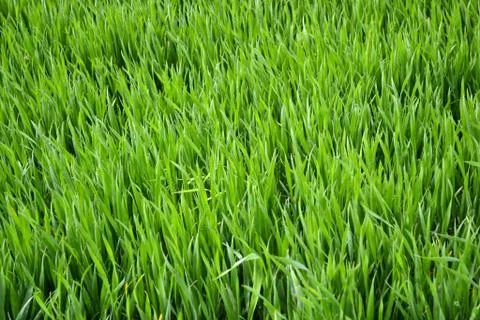 Green grass Stock Photos