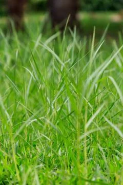 Green grass Stock Photos