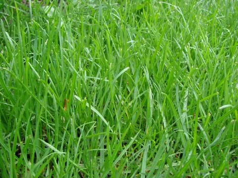 Green grass Stock Photos