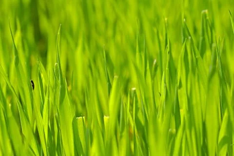 Green grass Stock Photos