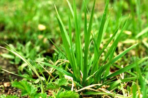 Green grass Stock Photos