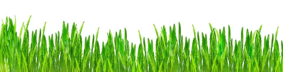 Green Grass 写真素材