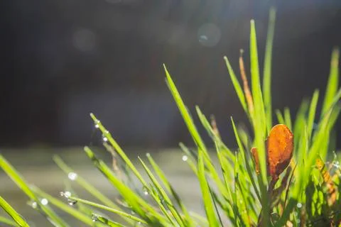 Green grass Stock Photos