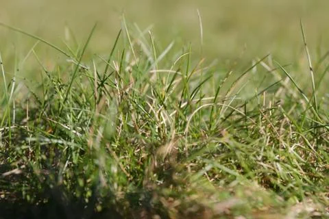 Green grass Stock Photos