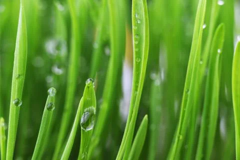 Green grass Stock Photos