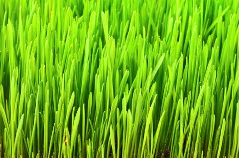 Green grass Stock Photos