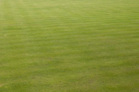 Green grass Foto stock