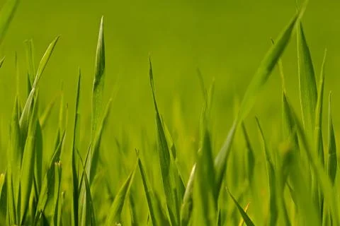Green grass Stock Photos