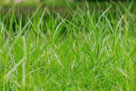 Green grass Stock Photos