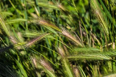 Green grass Stock Photos