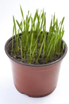 Green grass Stock Photos