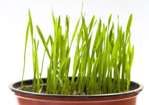 Green grass Stock Photos