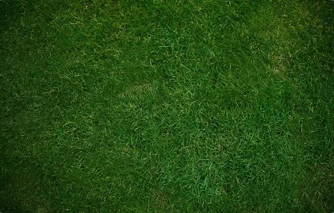 Green grass Stock Photos