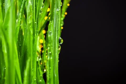 Green grass Фото