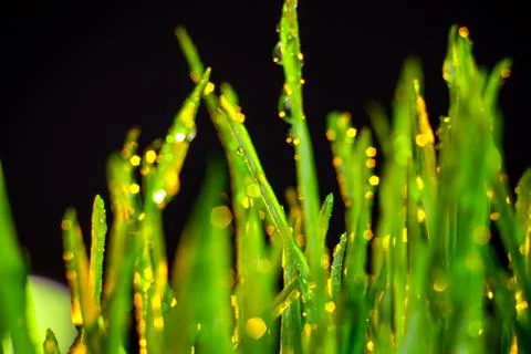 Green grass Stock Photos