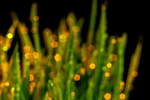 Green grass Foto stock