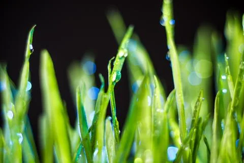 Green grass Stock Photos