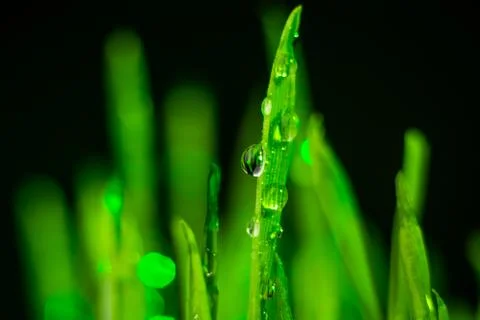 Green grass Stock-Fotos