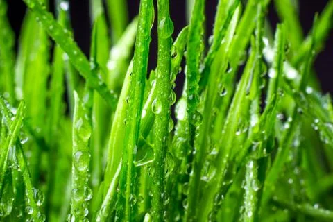 Green grass Stock-Fotos