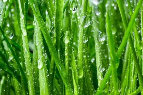 Green grass Stock Photos