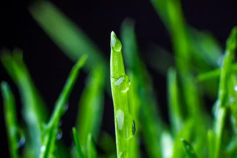 Green grass 写真素材