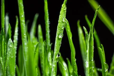 Green grass Stock Photos